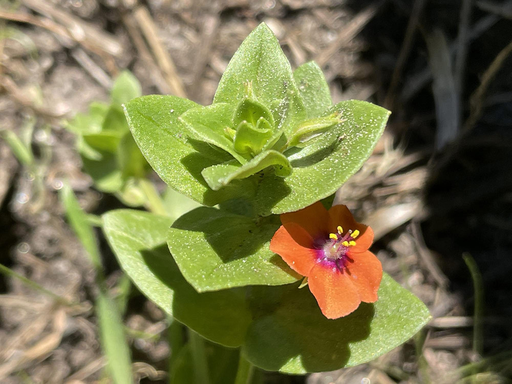 Photo of Scarlet pimpernel in Point Lobos State Natural Reserve. Photo credit: Chris Long.