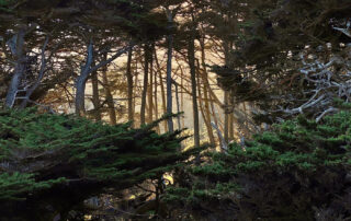 Photo of Point Lobos State Natural Reserve, North Shore trail. Photo credit: Don Blohowiak.