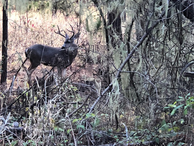 Photo of Point Lobos State Natural Reserve, black tail deer buck on Carmelo Meadow trail. Photo credit: Don Koch.