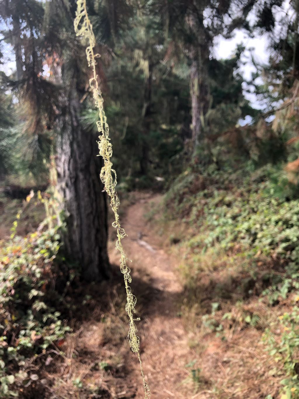 Photo of Point Lobos State Natural Reserve, lace lichen strands on Whalers Knoll trail. Photo credit: Don Koch.
