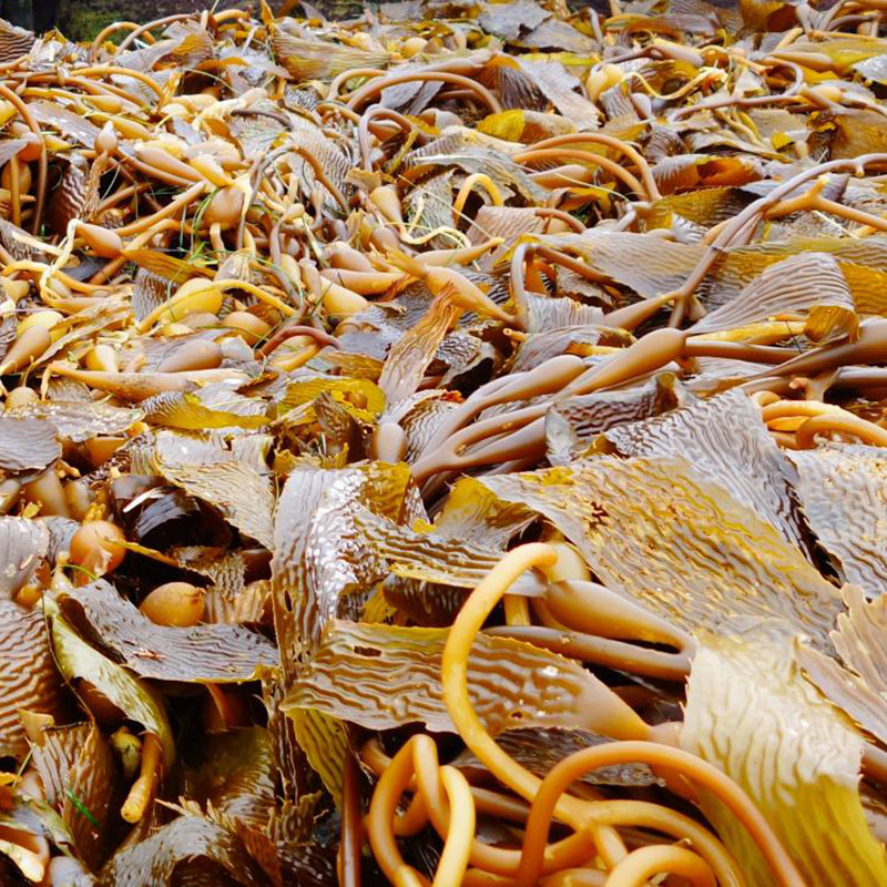 Photo of Kelp on a Point Lobos State Natural Reserve beach. Photo credit: Fred Brown.