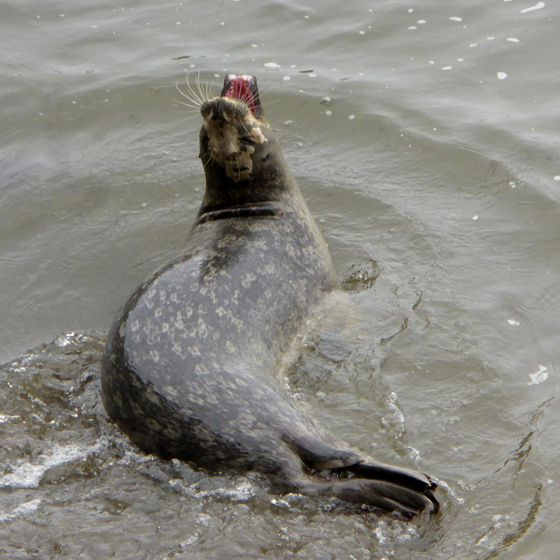 Photo of Harbor seal in Point Lobos State Natural Reserve. Photo credit: Jac Harmer.