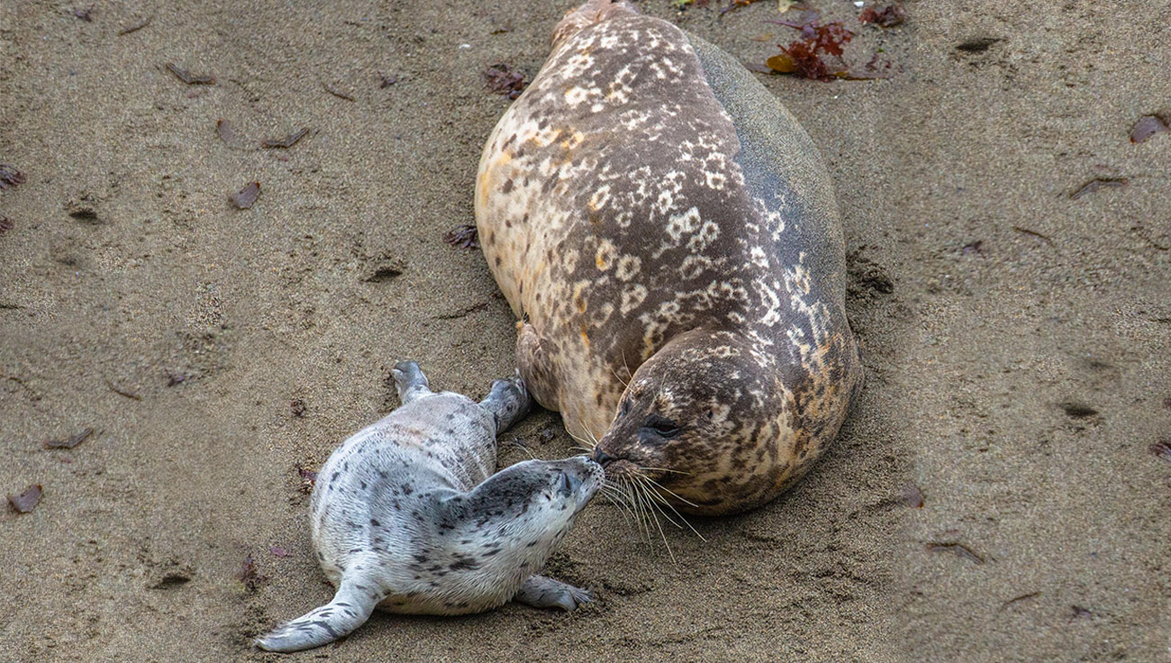 Photo of Mom and pup seal at Point Lobos State Natural Reserve. Photo credit: John Drum.