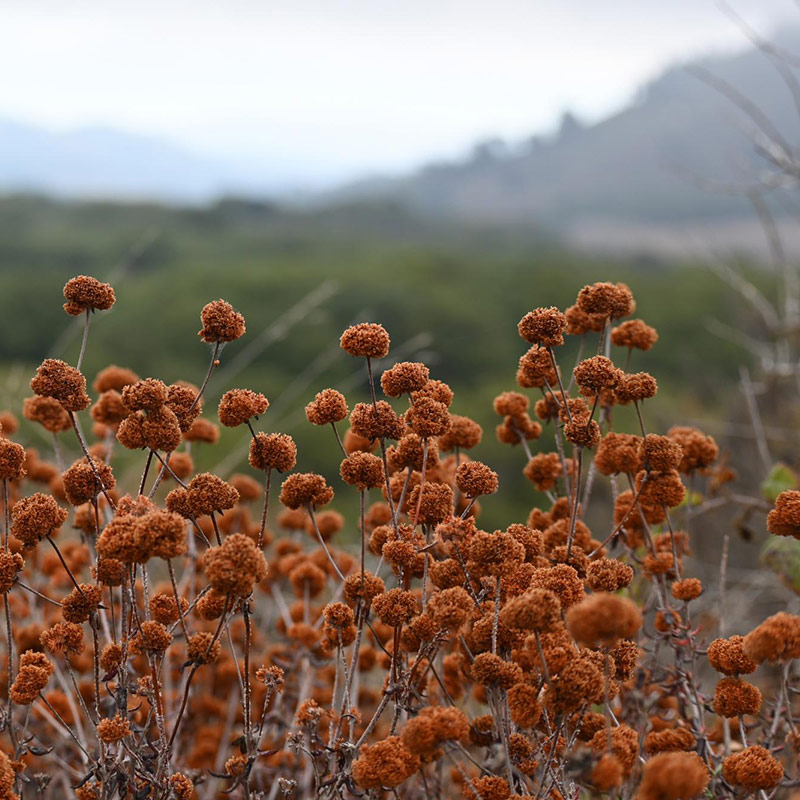 Photo of dune buckwheat in Point Lobos State Natural Reserve. Photo credit: Kim Forsberg.