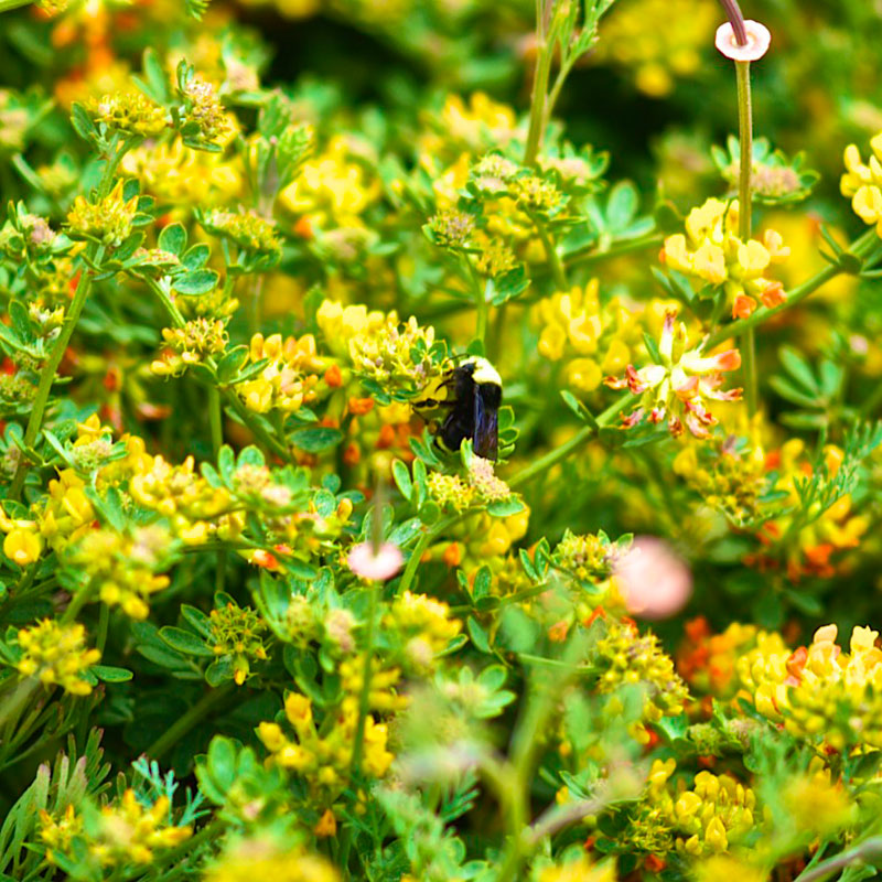 Photo of a shrub in Point Lobos State Natural Reserve. Photo credit: Paul Reps.