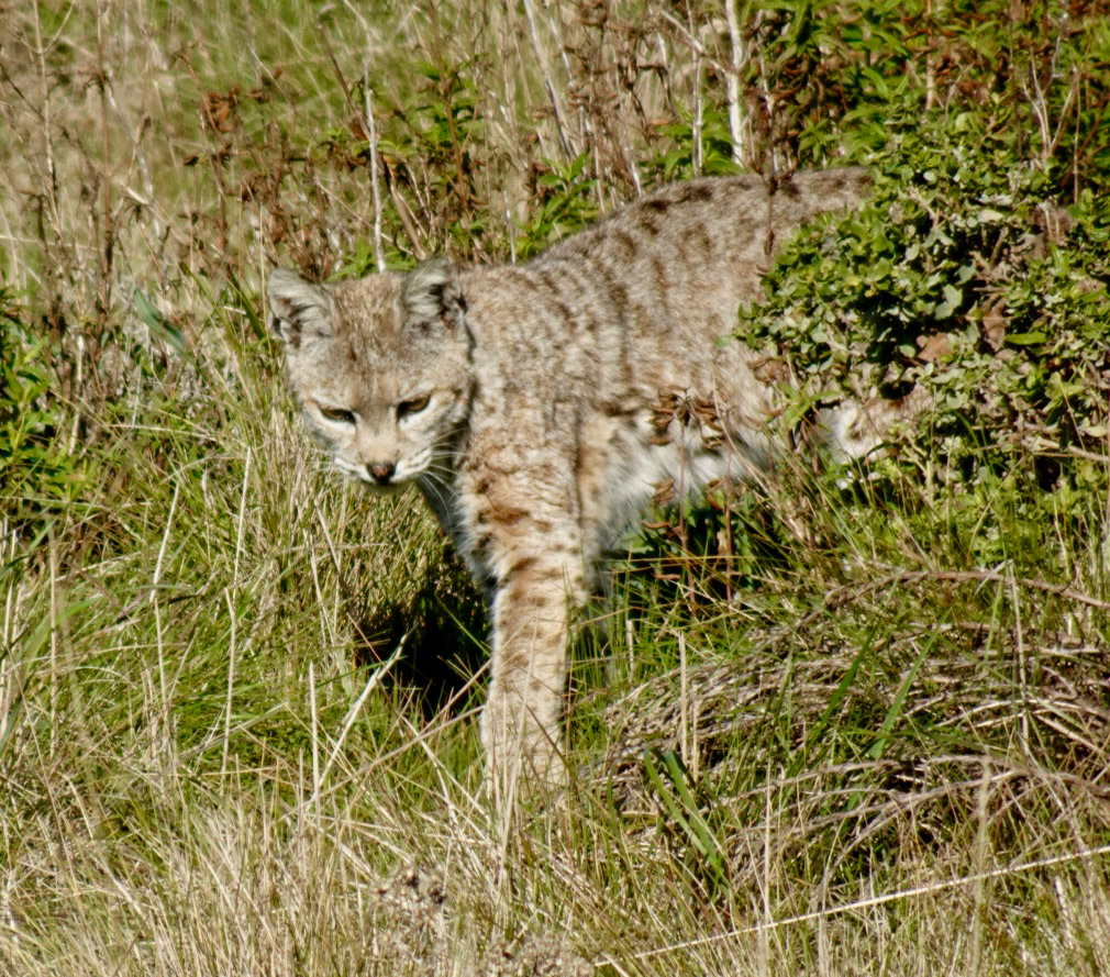 Point Lobos State Natural Reserve, bobcat on Mound Meadow trail. Photo credit: Peter Fletcher.