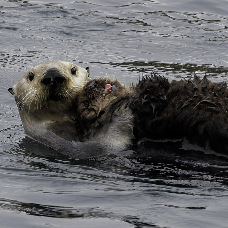Photo of a Southern sea otter and pup in Point Lobos State Natural Reserve. Photo credit: Sara Courtneidge.