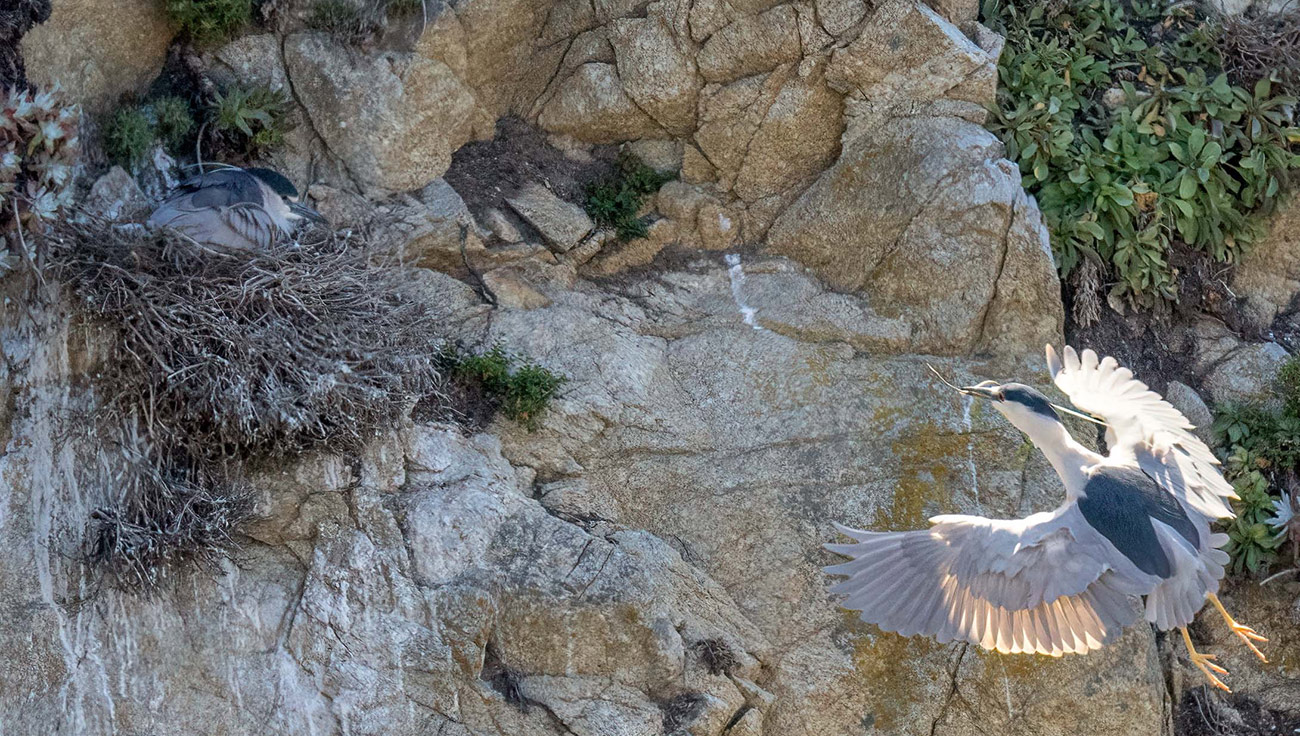 Point Lobos Reserve nesting-black crowned night herons. Photo credit: Susan Lambert