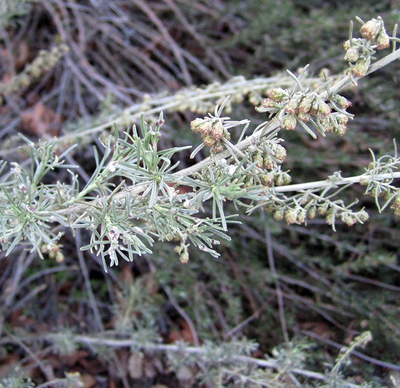 Photo of California sagebrush