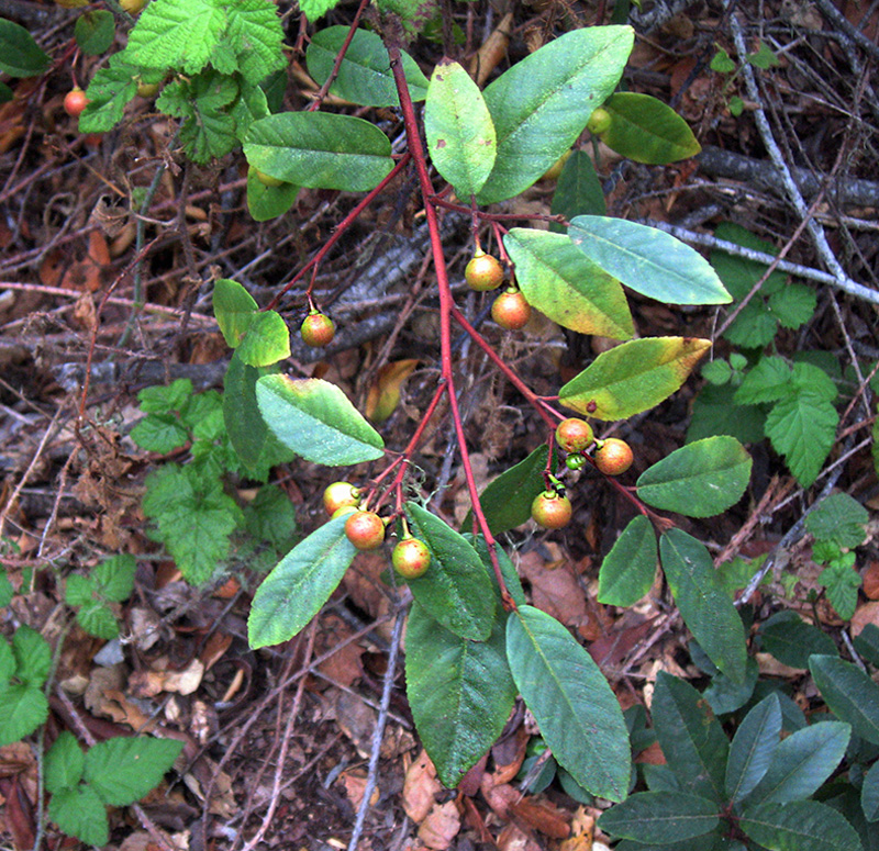 Photo of coffeeberry