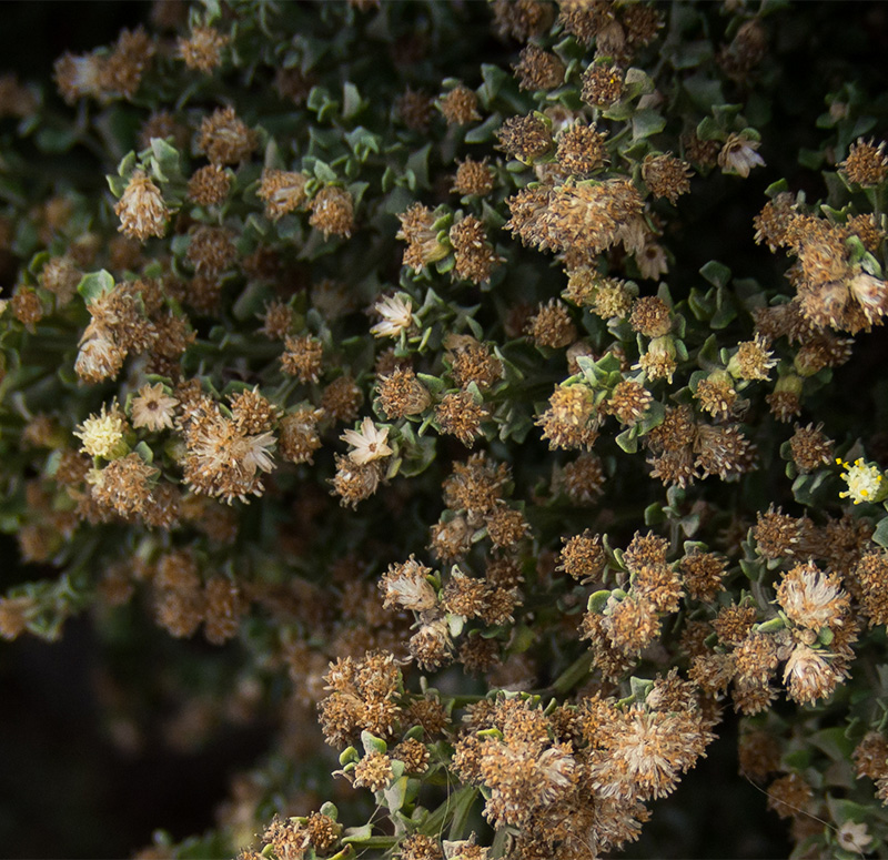 Photo of coyotebrush