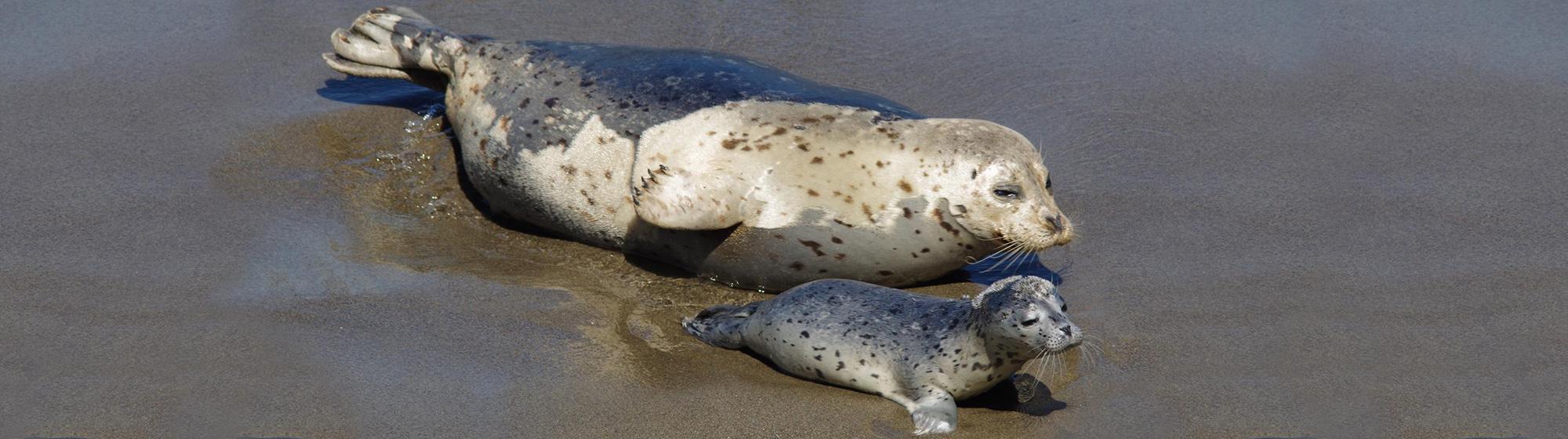 Photo of Harbor seals in the waters of Point Lobos State Natural Reserve. Photo credit: Diana Nichols.