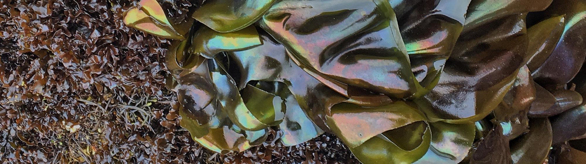 Photo of Kelp in Point Lobos State Natural Reserve. Photo credit: Celie Placzek.