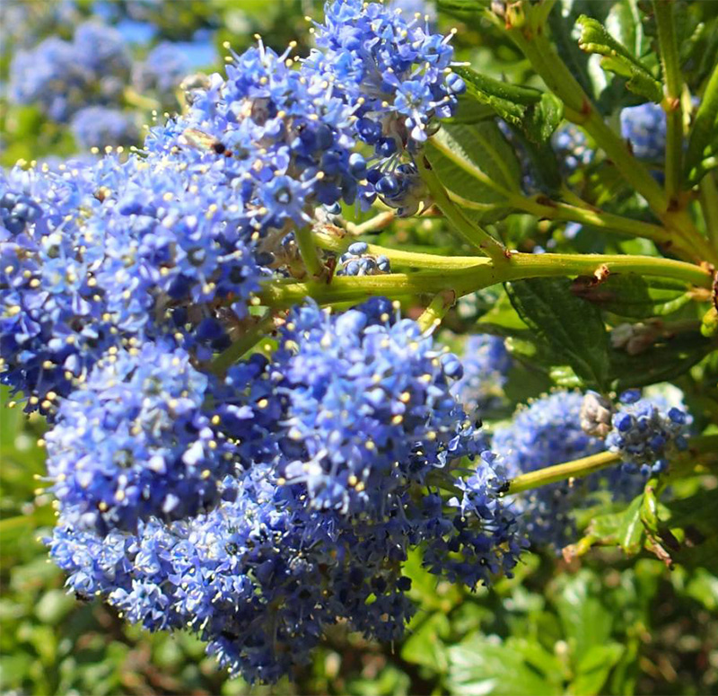 Photo of lilac bush