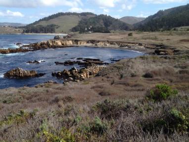 Moss Cove in Point Lobos