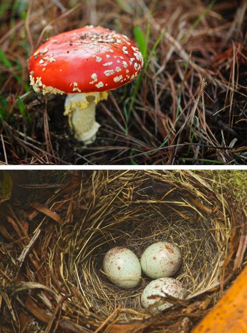 photos of mushroom (top) and junco nest (bottom) at Point Lobos