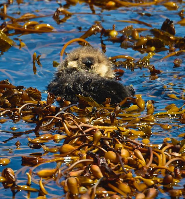 photo of a sea otter floating in kelp