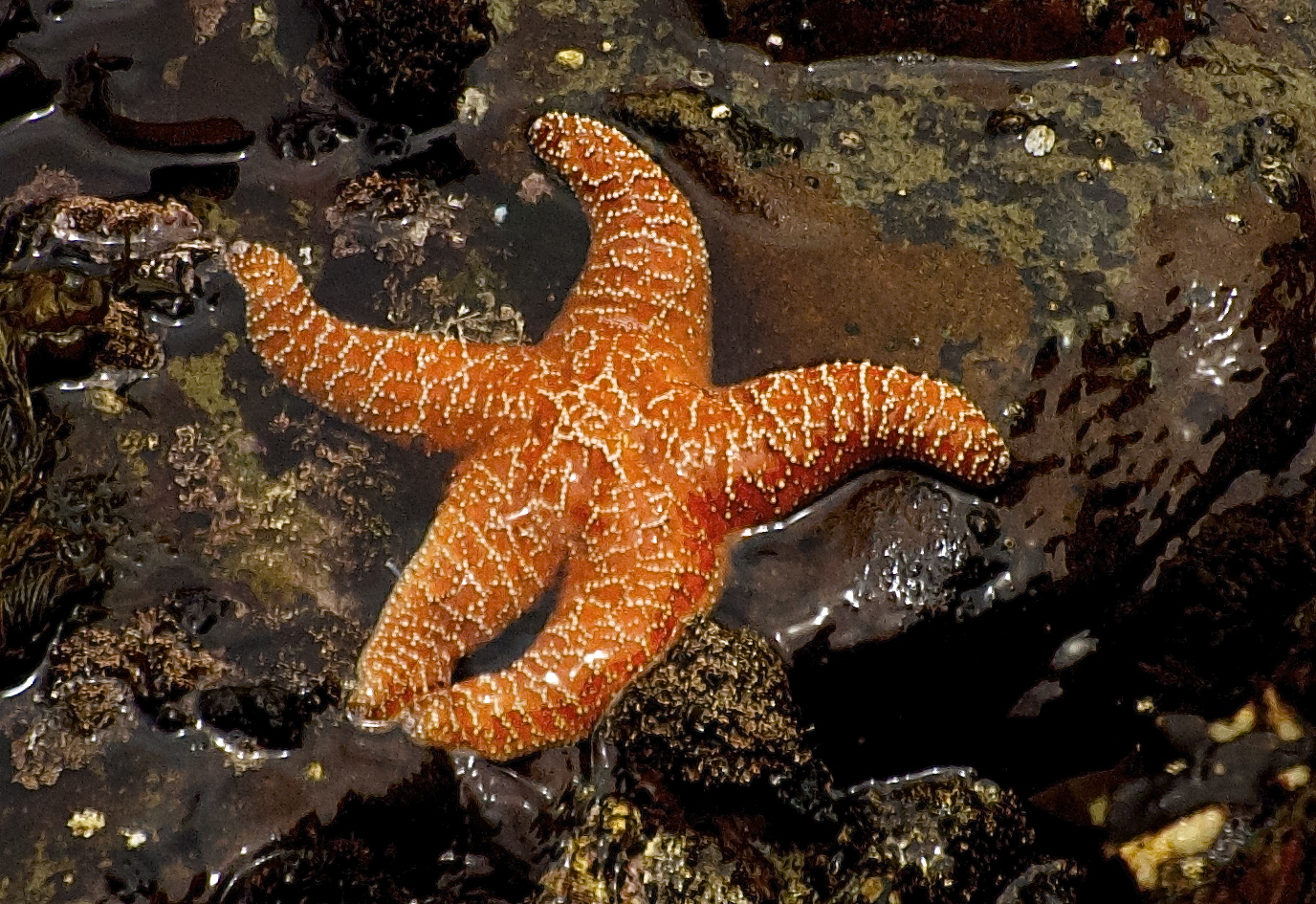 Marine Life Point Lobos Foundation