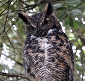 Photo of Great Horned Owl in Point Lobos State Natural Reserve. Photo credit: Jerry Loomis.