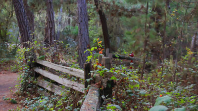 Photo of Point Lobos State Natural Reserve forest path. Photo credit: Janet Beaty.